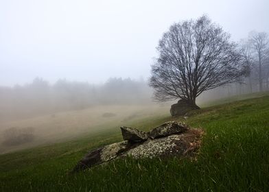 Vermont Fog