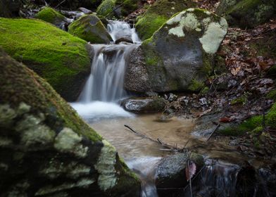 Forest Cascade