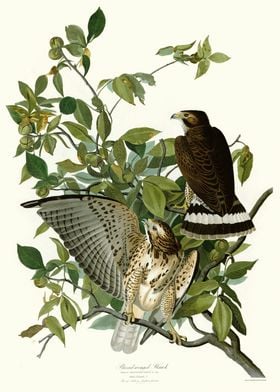  Broad winged Hawk