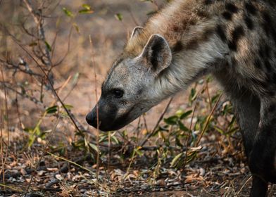 Hyena