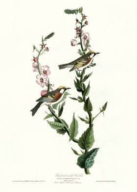  Chestnut sided Warbler