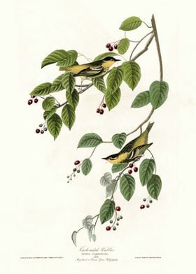  Carbonated Warbler