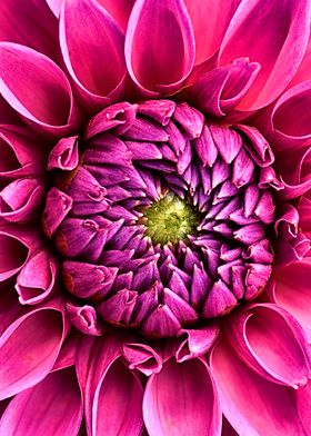 pink flower closeup