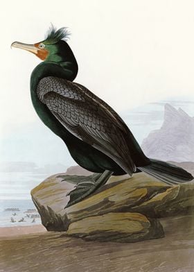  Double crested Cormorant