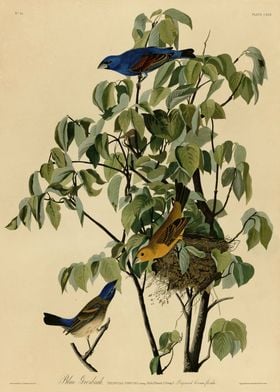  Blue Grosbeak