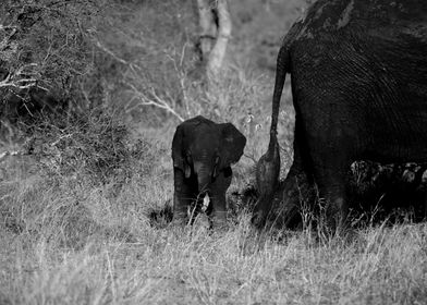 Baby Elephant Behind