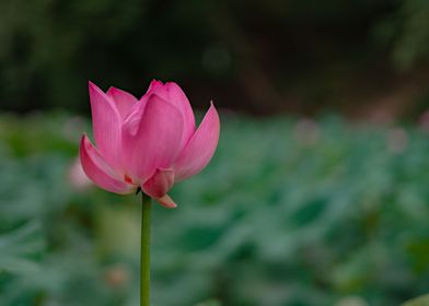 Pink Lotus