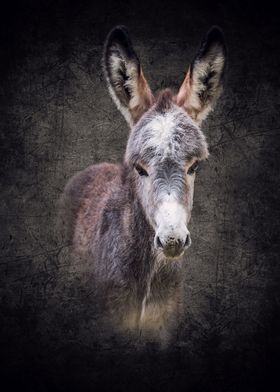 Donkey Foal Matheo