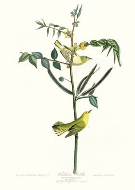  Childrens Warbler