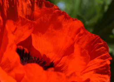 Poppy in my garden