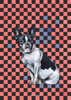 French Bulldog checkered