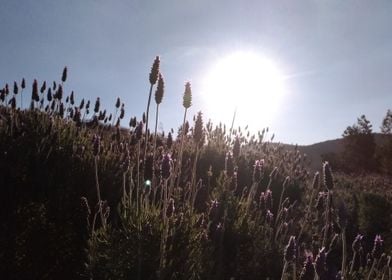 Lavender garden