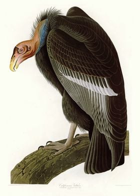  Californian Vulture