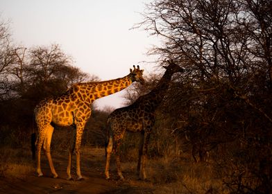 Majestic Giraffes