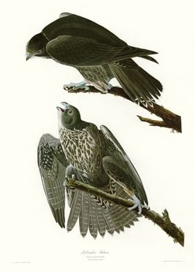  Labrador Falcon