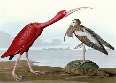    Scarlet Ibis