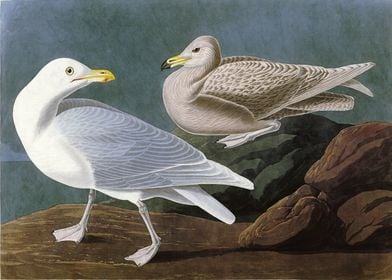    Burgomaster Gull