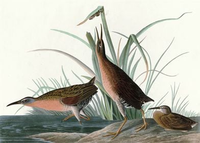    Virginia Rail