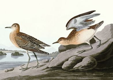    Buff breasted Sandpiper