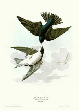  White bellied Swallow