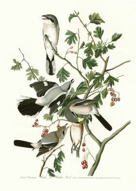  Great American Shrike or 