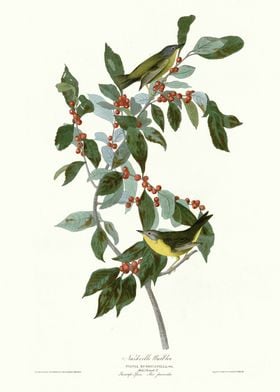  Nashville Warbler