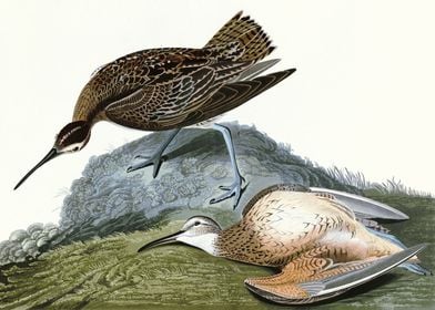    Esquimaux Curlew