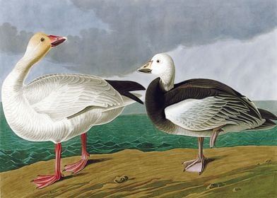    Snow Goose