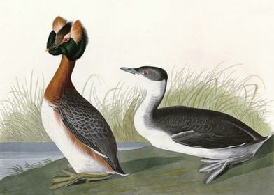    Horned Grebe