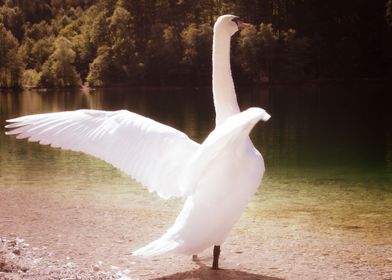 Majestic Swan 2