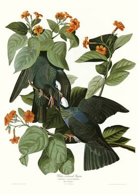  White crowned Pigeon