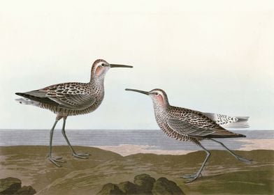    Long legged Sandpiper