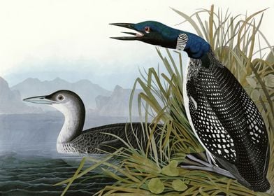    Great Northern Diver or