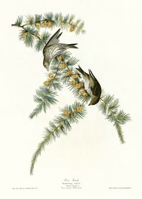  Pine Finch