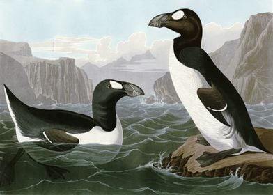    Great Auk