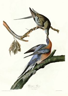  Passenger Pigeon