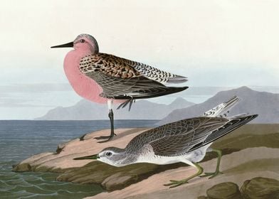    Red breasted Sandpiper