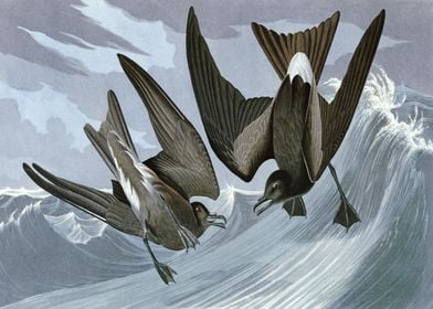    Fork tail Petrel