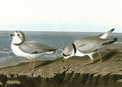    Piping Plover