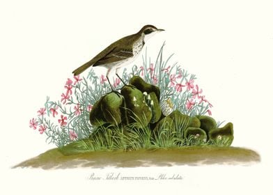    Prairie Titlark