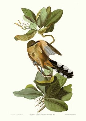  Mangrove Cuckoo