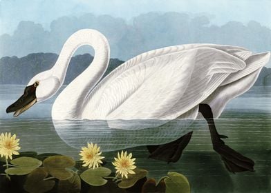    Common American Swan