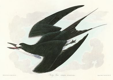    Sooty Tern