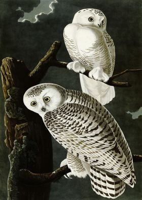  Snowy Owl