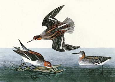    Hyperborean phalarope