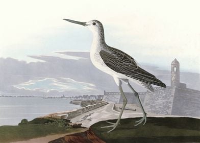    Greenshank