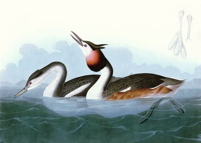    Crested Grebe