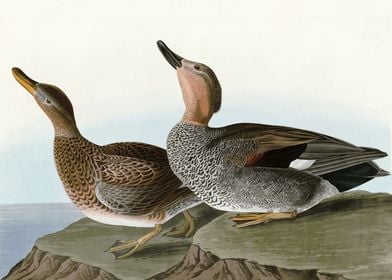    Gadwall Duck