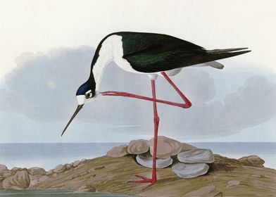    Long legged Avocet