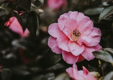 pink flower